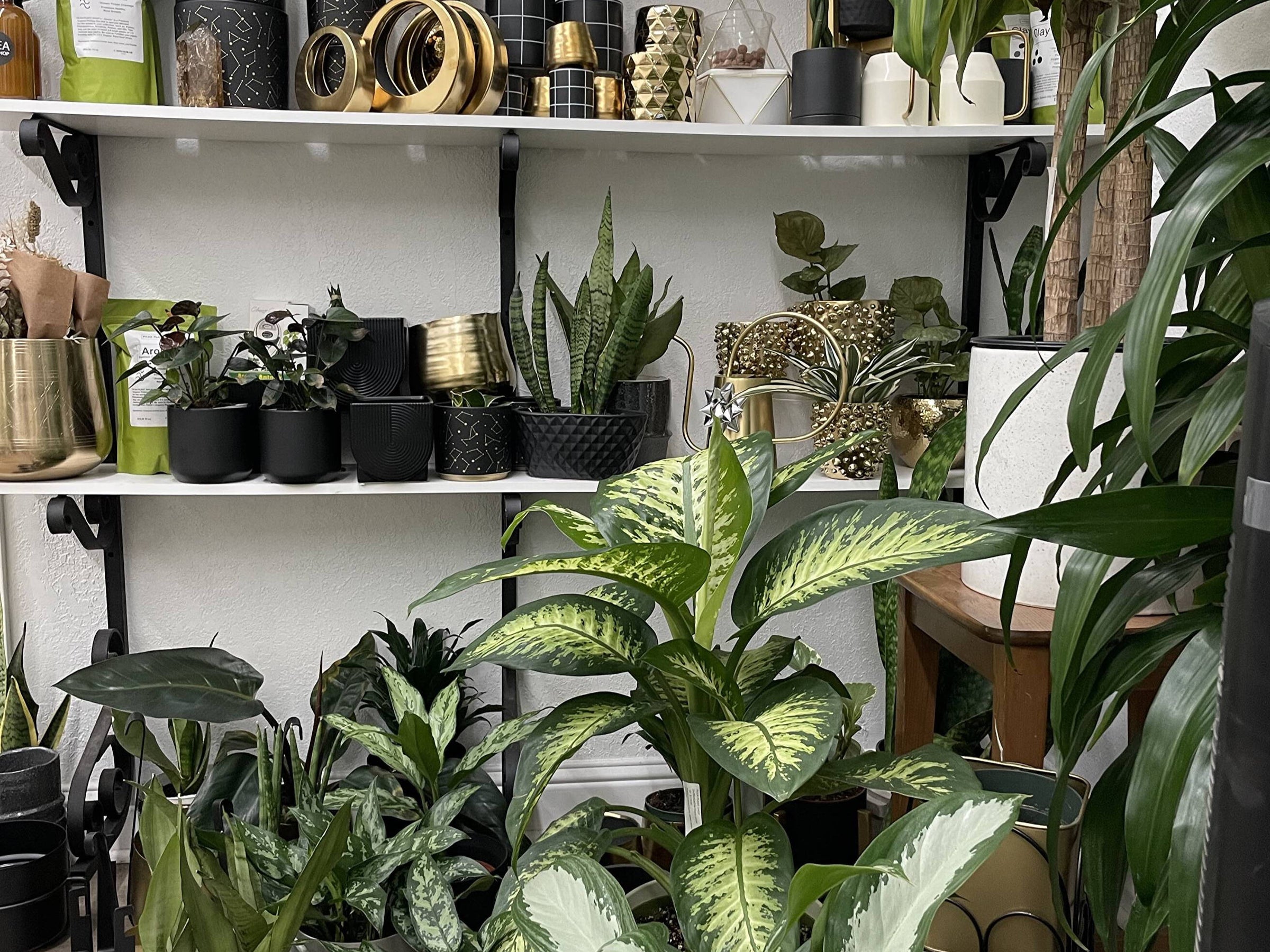 Home | The Pilea Plant Shop